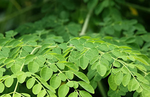 Blue Lotus Farm <span class=keywords><strong>Moringa</strong></span> Leave Té seco Seguro para la salud Extracto de plantas Producto de Venta caliente de Vietnam - Product Image 3