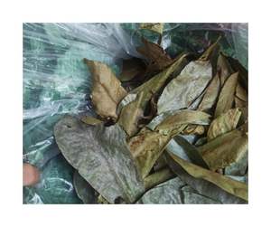 Approvisionnement en vrac de feuilles de corossol séchées-Couleur uniforme et arôme naturel fort Feuilles de corossol séchées pour l'exportation de tisane - Product Image 1