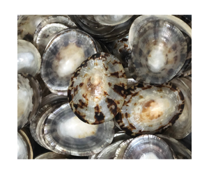 เปลือกหอยหอยเป๋าฮื้อเปลือกหอยทาก - Product Image 1