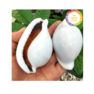 Material de concha de mar natural de cáscara de huevo de vaca blanca perfecto para artesanías de decoración del hogar y fabricación de joyas Vietnam - Product Image 3