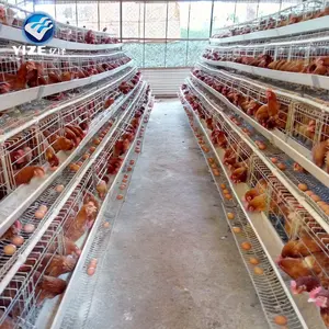 סין מפעל ייצור מכירה לוהטת עוף הוגה כלוב