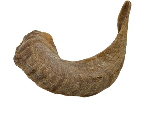Cuerno de oveja Natural Ram Shofar Cuerno para fines religiosos judíos Cuernos de Ram Shofar de la mejor calidad por sheeri artesanía - Product Image 3