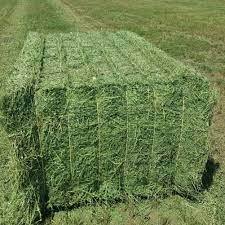 Foin d'alfalfa de haute qualité issu de Rhodes Grass pour chevaux, bovins, porcs, poissons - Prix - Product Image 4