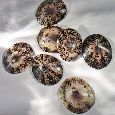 เปลือกธรรมชาติเงางาม/ดีไซน์ทำมือ/ราคาไม่แพง/ผลิตในเวียดนาม - Product Image 5