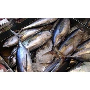 Vente en gros de thon frais surgelé, surgelé et à prix abordable pour les acheteurs mondiaux - Product Image 2