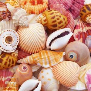 Libérez votre créativité avec des perles de coquillage polyvalentes, des coquillages et des coquillages naturels du Vietnam. - Product Image 4