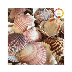 Belle forme coquilles Saint-Jacques du Vietnam meilleur choix pour la décoration de mariage d'aquarium et les acheteurs en gros - Product Image 5