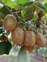 Goede prijs, heerlijke 90% rijpe natuurlijke bulk verse kiwi's van hoge kwaliteit. 100% verse, rijpe en natuurlijke kiwi's.