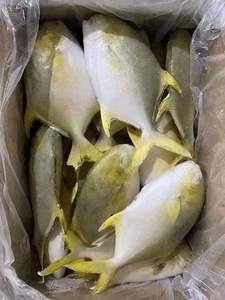 Pescado Pompano Congelado IQF al por Mayor, Origen Sudáfrica, 12 Meses de Duración, Empaque a Granel - Product Image 3