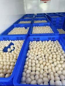 Bột vải thiều đông lạnh | sẵn sàng để ăn | bao bì số lượng lớn - Product Image 2