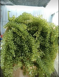 Uva de mar seca, producto de exportación popular de Vietnam por 99D, exportador confiable para aplicaciones de ingredientes alimenticios - Product Image 5