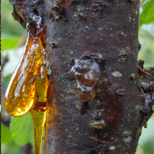 RESINA DAMMAR DE EXPORTACIÓN SUPERIOR | RESINA CANARIUM NATURAL DIRECTA DE VIETNAM - Product Image 6