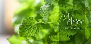 Aceite de hidrosol de Melissa certificado natural puro 100% para aromaterapia con precio bajo y exportador a granel de alta calidad de la India - Product Image 3