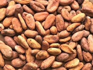 Mejor Precio para Granos de Cacao Orgánico y Cacao en Polvo de la Más Alta Calidad Directamente de Brasil en Stock para Pedidos al por Mayor en Venta - Product Image 6