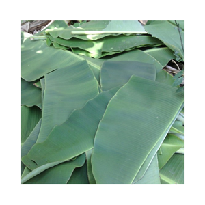 HOJA DE BANANO VERDE CON EL MEJOR PRECIO DE VIETNAM - 100% HOJAS DE BANANO FRESCOS NATURALES CON ALTA CALIDAD PARA MUCHOS PROPÓSITOS - Product Image 6