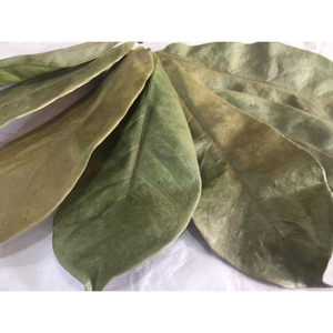 ใบทุเรียนเทศแห้งทั้งใบ | Wildcrafted, มือหยิบ | ใบทุเรียนเทศออร์แกนิก | annona muricata - Product Image 5