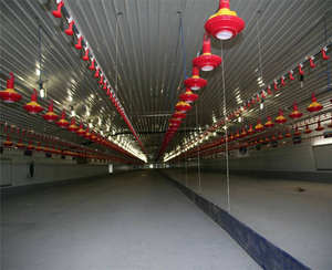 Yapısı prefabrik tavuk evi tavuk çiftliği prefabrik çelik Motor sağlanan mobil tavuk kümesi otomatik - Product Image 6