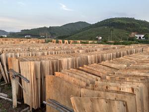 Cheap Price Custom Size Eucalyptus/ Acacia/ Rubber Wood Core <b>Veneer</b> From Vietnam - Natural Rotary Cut Wood <b>Veneer</b> - Product Image 2