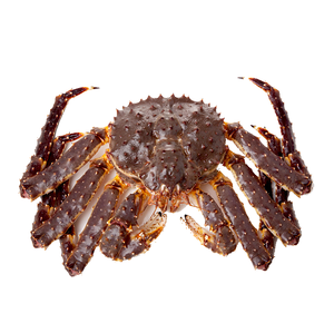 Cangrejo Real Rojo Noruego Congelado, Cangrejo Real Entero con Proceso BQF - Product Image 3