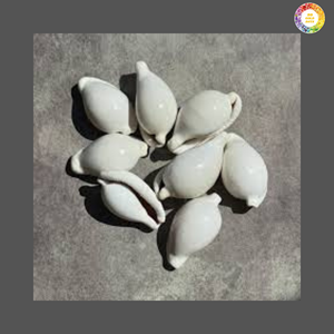 Wholesale Vietnam Cowrie Shells Smooth Glossy Shells for Fashion Jewelry - Product Image 4