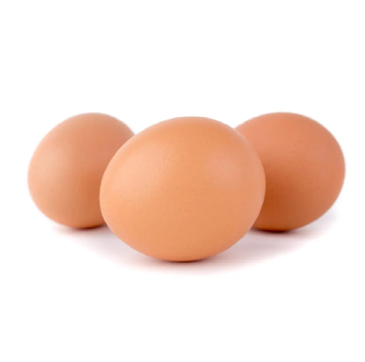 Œufs de poulet Offre Spéciale, œufs d'autruche, œufs de table frais des Pays-Bas Offre d'œufs de poulet frais de ferme bruns et blancs-