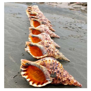 Concha marina de trompeta natural: concha marina de trompeta de origen vietnamita, popular por sus elegantes exhibiciones de hoteles y accesorios de decoración fácil para el hogar - Product Image 1