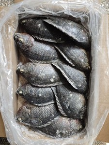 Pescado Tilapia Congelado BQF |   Exportador Profesional |   Pedidos al por mayor para importadores de Malí - Product Image 5