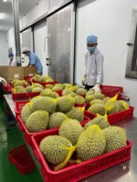 Penjualan paling laris 2023 tanaman baru DURIAN FROZEN baru siap dikirim dari VIETNAM MONGTHONG/RI6