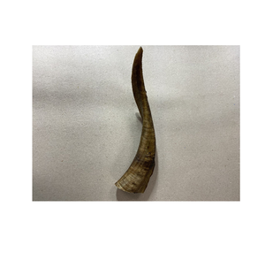 Cuerno de Cabra Artesanal para Regalo, Cuerno de Cabra Negro Natural y Venta Caliente, Tamaño Personalizado, Precio Económico, Hecho a Mano - Product Image 2