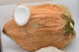 Poudre de noix de coco biologique de haute qualité de Tanzanie - Product Image 2