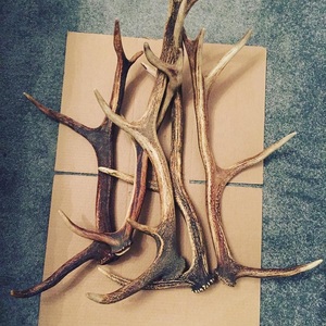 ผงเขากวางแดง (จากวัว) สารสกัดจากเขากวางกำมะหยี่สำหรับสุนัขกัดแทะ-ราคาโรงงานถูกจำนวนมาก - Product Image 5