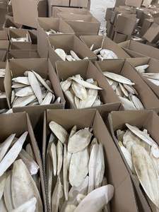 Cuttlebone natural para pájaros y loros Proveedor de Vietnam Alimento para pájaros con alto contenido de calcio 3-15cm hasta-Caryln 0084935825297 - Product Image 5