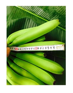 BANANAS CAVENDISH VERDES DE ALTA CALIDAD CON BUEN PRECIO DE MERCADO DESDE AL POR MAYOR 99GD VIETNAM - Product Image 2