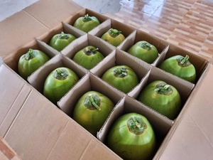 Cocos Frescos Jóvenes al por Mayor con Diseño de Apertura Fácil, Origen Vietnam, Cocos Premium - Product Image 1