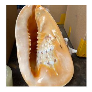 เปลือกหอยคละแบบพรีเมี่ยมเหมาะสำหรับการตกแต่งงานทำมือและการออกแบบทางศิลปะ - Product Image 6