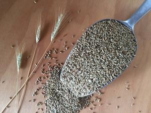 Whole Kernel & Milled <b>Rye</b> for Sale - Product Image 4