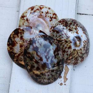 Concha de Lapa limpiada y entregada para proyectos de decoración de mesa Artesanías con tema marino y embalaje de regalo - Product Image 2