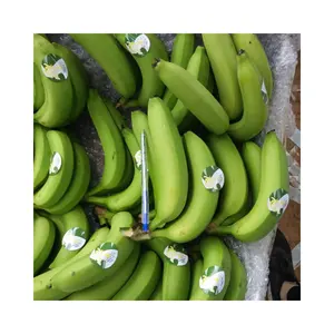 Exportadores de banana verde longa Cavendish fresca no Vietnã, frutas principais em 2024, preço competitivo, banana orgânica Cavendish fresca