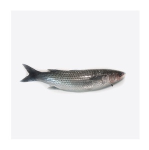 ปลากระพงขาวแช่แข็ง – แหล่งจัดหาส่งออกที่เชื่อถือได้ - Product Image 3