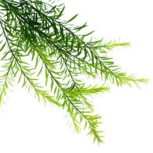 Gel nettoyant doux à l'huile d'arbre à thé développé en Corée, formule sans parabène, hydratant apaisant pour le visage, traitement de l'acné, resserrement des pores - Product Image 4