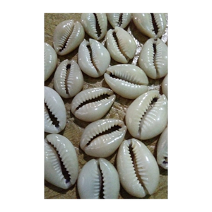 เปลือกหอยธรรมชาติรูปกระต่ายขาวสำหรับตกแต่งบ้านแบบทำมือ - Product Image 1