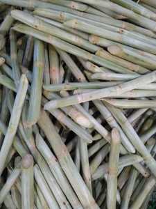 Segmentos de caña de azúcar congeladas frescas de Vietnam Fuente dulce natural pura para bebidas Cócteles y postres Exportación a granel - Product Image 3