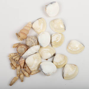เปลือกหอยทะเลจริงธรรมชาติผสมเปลือกหอยชายฝั่งอุปกรณ์ตกแต่งชายหาดของสะสมศิลปะเปลือกหอยทะเล - Product Image 2