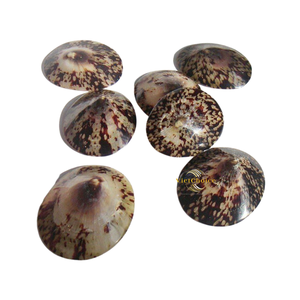 Concha de Limpet Natural para la Fabricación de Joyas, Manualidades con Conchas y Uso Decorativo - Product Image 6