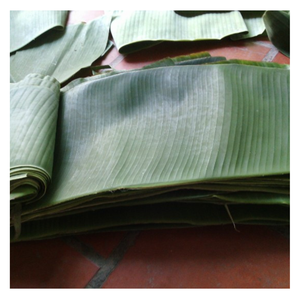 FEUILLES DE BANANE CONGELÉES IQF ORIGINE BLANCHIE VIETNAM Feuille de bananier fraîche ovale pour l'exportation - Product Image 3
