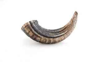 Friandises pour chiens personnalisées, séchées, congelées, naturelles, écologiques, faites à la main, en corne, à mâcher pour chien, agate, en vrac - Product Image 3