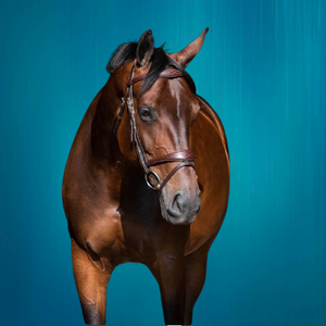 Brida de caballo 2019 de alta calidad Brida de caballo 2019 de nueva calidad - Product Image 4