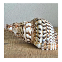 Trompette Triton Shell pour collectionneurs et décor d'affichage fourni par 99 Gold Data Vietnam Trompette Triton Shell Export