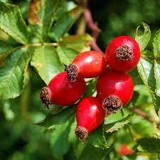 Huile essentielle pure huile de graines de hanche rose arbre à thé menthe poivrée lavande eucalyptus orange pour nourrir le corps soins des cheveux peau - Product Image 2