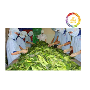 Suelo de hojas de yuca congeladas naturales-El mejor precio, calidad de exportación desde Vietnam - Product Image 5